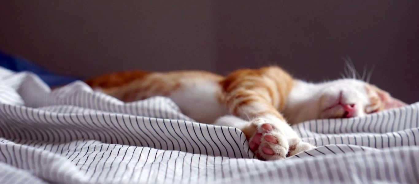 Τελικά κολλάμε από την γάτα τοξόπλασμα;